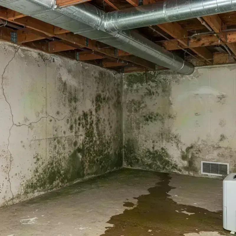 Professional Mold Removal in Columbus, GA